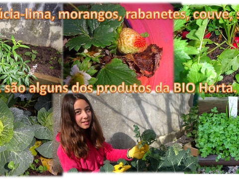 Alguns produtos cultivados (2)